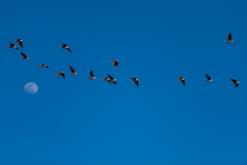 Greater white-fronted geese migration.