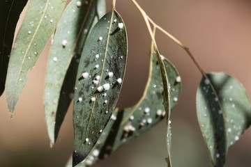 White capsules of the parasitic red gum lerp psyllid Glycaspis brimblecombei, on eucalyptus leaves