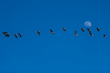 Greater white-fronted geese migration.