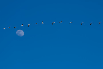 Snow Geese Migration.