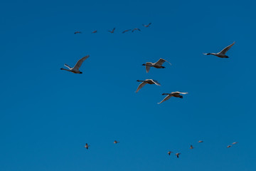 Tundra swan migration.