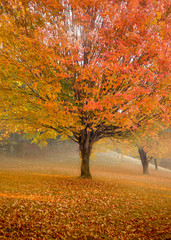 Maple Tree in the Autumn with Orange Leaves