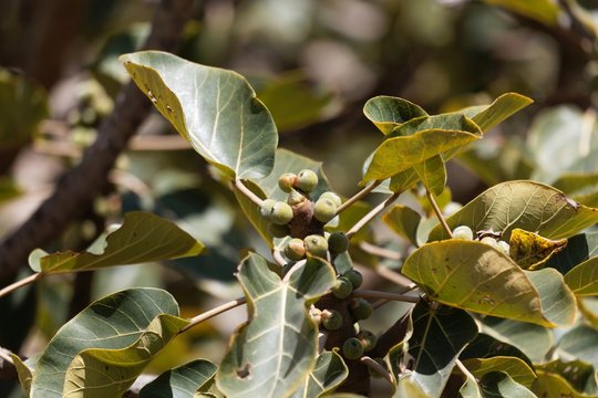 Fruits Of A Sycamore Fig, Ficus Sycomorus