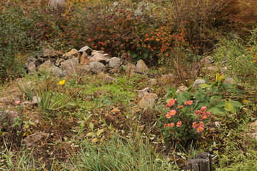 Beautiful trees and bushes, paths and stairs in an abandoned autumn park