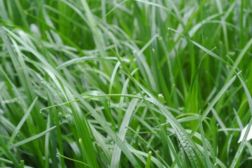 Fototapeta na wymiar morning dew on the grass of the lawn