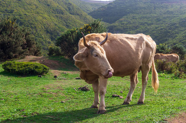 Fototapeta na wymiar Cow standing in mountains