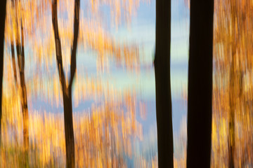 Beech Tree Forest in Fall Blurred by Intentional Camera Movement