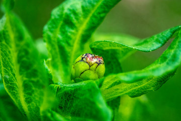 green budding plant from my garden