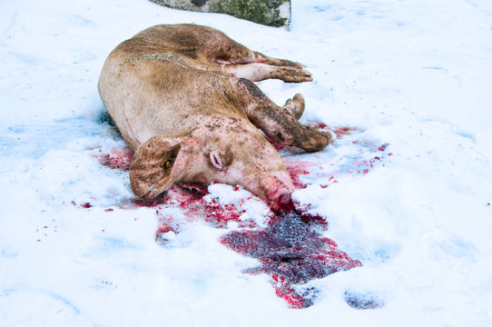 Pig with red blood on the snow during pig killing