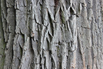 old tree bark