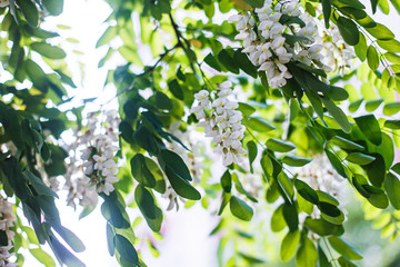 Honey bee collects nectar from white flowers tree acacia, Robinia pseudoacacia, black locust, false acacia. Honey spring plant. Collect nectar. Plant with healthy and delicious honey.