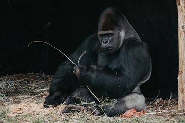 Mountain gorilla. Forest National Park in Uganda