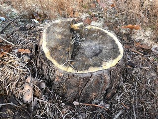 Stump of a felled tree in a pine forest. Sawn, young pine in a coniferous forest. Concept: deforestation, forestry