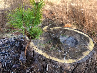 Stump of a felled tree in a pine forest. Sawn, young pine in a coniferous forest. Concept: deforestation, forestry