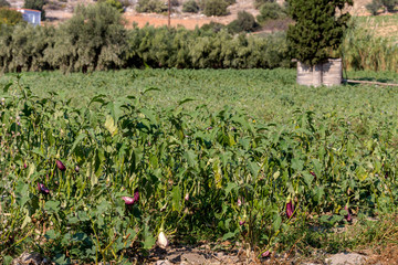 Fototapeta na wymiar Growing aubergines in garden beds