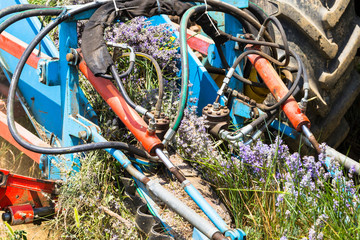 Harvesting lavender with a mower attached to the tractor.