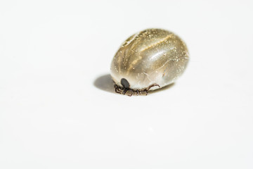 Big fat tick full of blood on light background