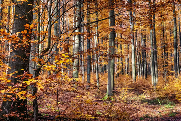 Obraz premium Beech Tree Forest in Fall, Germany