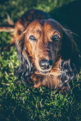 Portrait of dachshund on grass in sunset