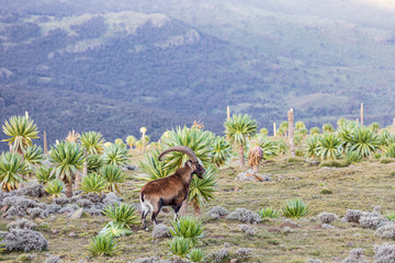 Walia Ibex among giant lobelia in the Ethiopian highlands - obrazy, fototapety, plakaty