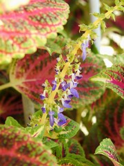 Small bunch of purple flowers of the ornamental plant known as 