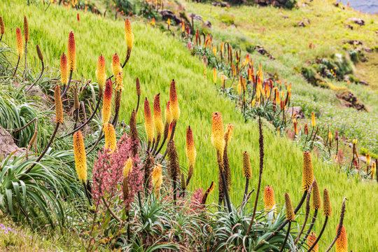 Red hot poker flowers in the Ethiopian highlands