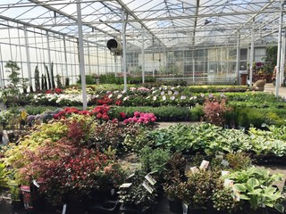 Agribusiness greenhouse seedlings in spring.