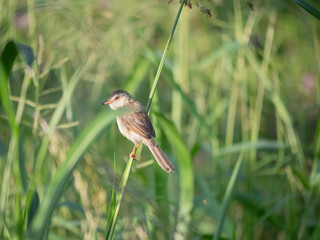 A sparrow perched on the grass