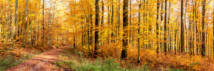 Beech Tree Forest in Fall, Forest Road, Germany