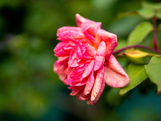 pink rose in winter in French Riviera