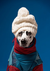 Dalmatian dog wearing winter jacket and hat on blue background. Funny dog in ski suit. Winter vacation concept. Copy space