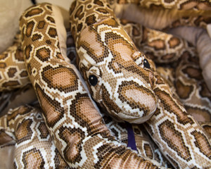 Boa rag with a brown pattern curled into a ball. Toys for children, entertainment.