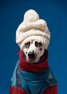 Dalmatian Dog Wearing Winter Jacket And Hat On Blue Background. Funny Dog In Ski Suit. Winter Vacation Concept. Copy Space