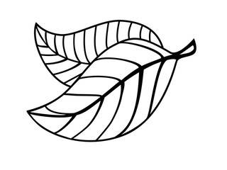 Graceful beautiful leaves - coloring. Two leaves with veinlet and petiole. Linear vector leaves element for coloring. Outline. Hand drawing.
