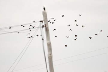 flock of black birds flying near a telephone pole and wires