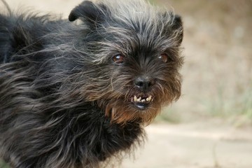 small black dog showing teeth and tongue and the wind moves her hair