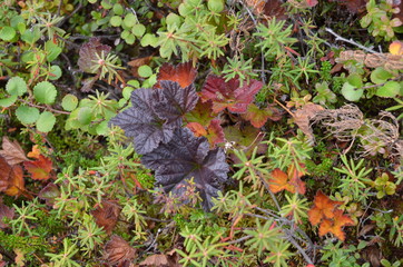 autumn ground cover