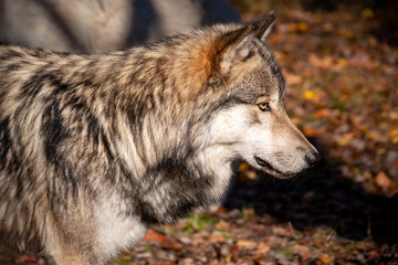 Naklejka na ściany i meble A side portrait of a male timber wolf with bright amber colored eyes looking off into the distance