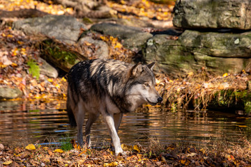 A lone wolf stepping out of a pond on an Autumn day surrounded by beautiful Fall colored leaves while looking off in the distance at his pack © Rose Guinther