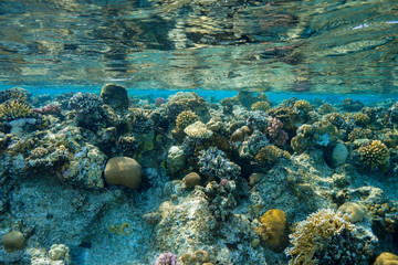 Coral Reef at the Red Sea, Egypt
