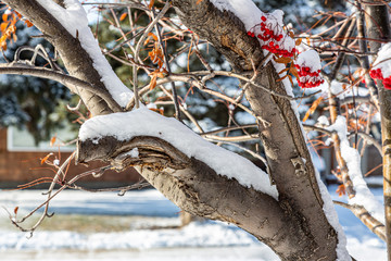 branch with snow and berries