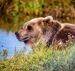 Grizzly bear patroling by his pond. Discovery Wildlife Park, Innisfill, Alberta, Canada