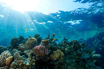 Fototapeta na wymiar Coral Reef at the Red Sea, Egypt