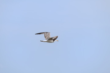 Flying seagull