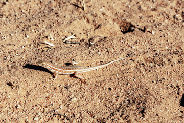 Petit lézard en Afrique