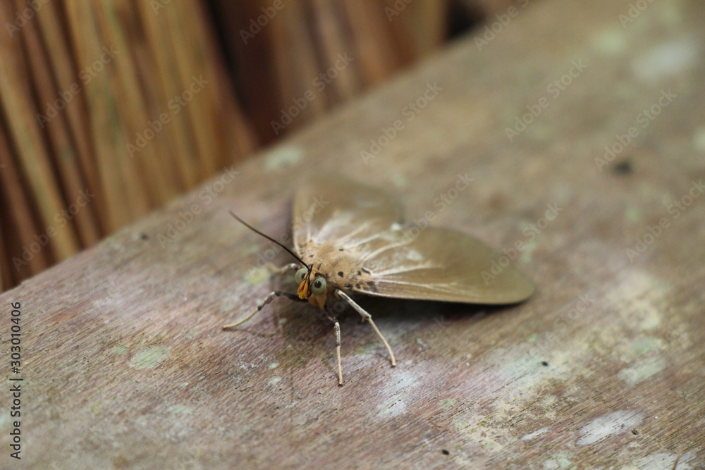 Wall mural the moth bug insect macro