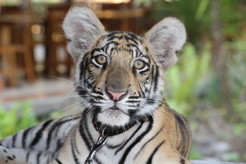 Exotic Small Young Tiger Portrait