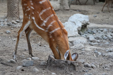 Young Roe Deer - Little Fawn