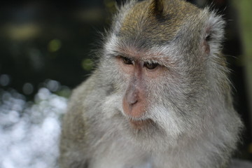 Macaque Monkey Portrait In The Jungle