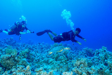 Naklejka na ściany i meble Scuba diving with Sea Turtle at the Red Sea, Egypt